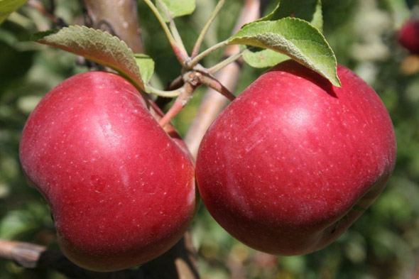 Сорт яблони Джонатан