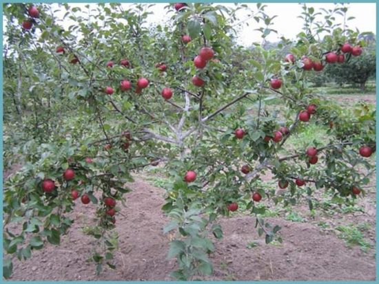 как посадить яблоню
