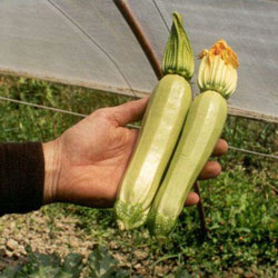 кабачок кавили f1: отзывы, фото, урожайность и описание сорта