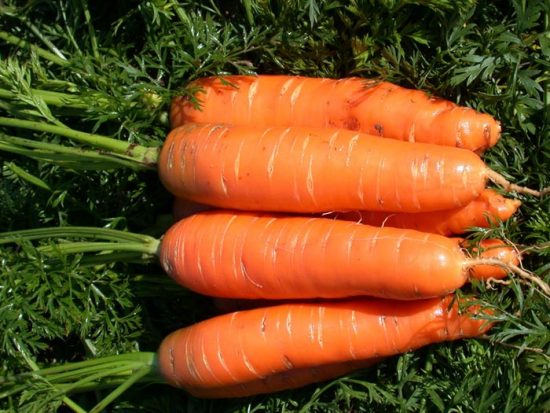 морковь нантская