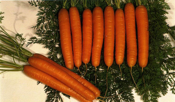 Сорт моркови Витаминная 6