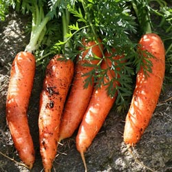 почему червивая морковь