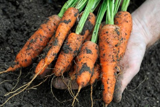 почему червивая морковь