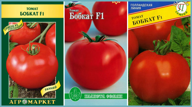 Урожайность томата бобкат. Томат Бобкат f1. Семена томат Бобкат f1. Томат Бобкат Гавриш.