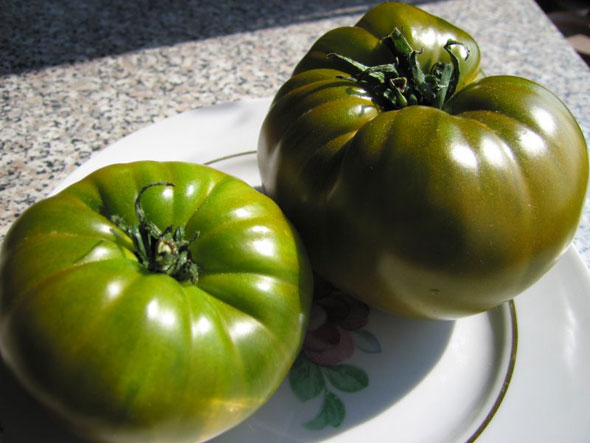 Сорт томатов Малахитовая шкатулка