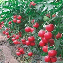 томат малиновый звон: описание, отзывы огородников, урожайность сорта, фото