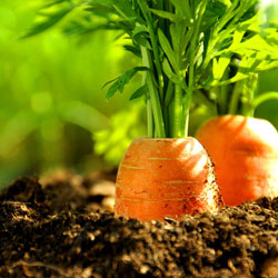 морковь прореживание на грядке