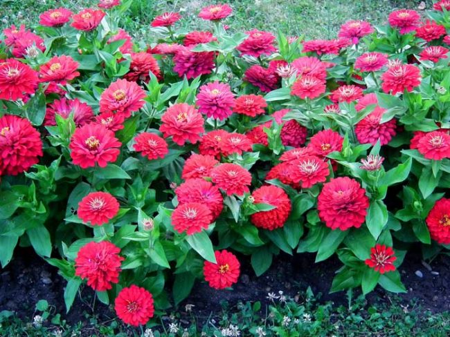 цинния георгиноцветковая: посадка и уход, размножение, болезни, место в ...