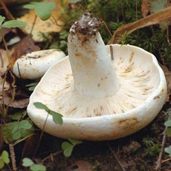 грибы грузди фото и описание