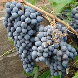 виноград сорта памяти домбковской
