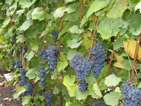 виноград сорта памяти домбковской
