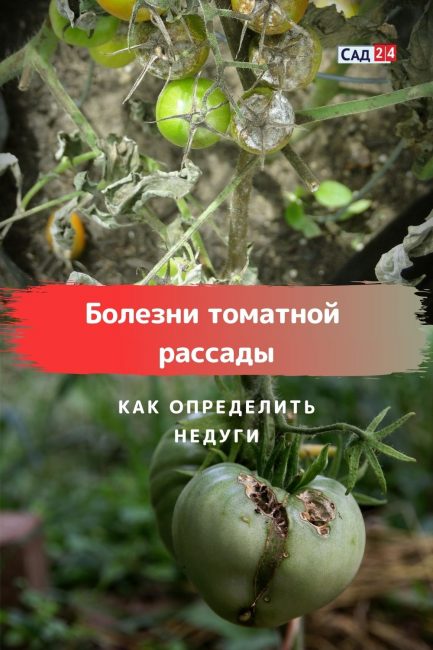 Болезни томатной рассады