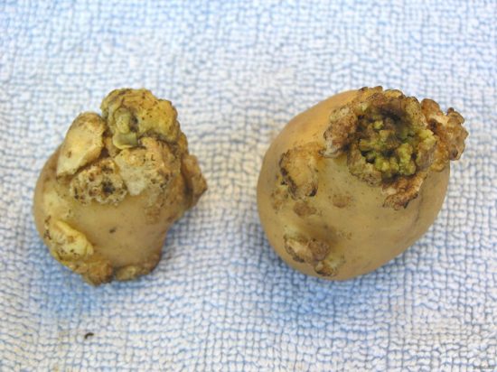 болезни картофеля фото описание и лечение