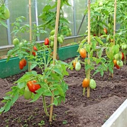 формирование томатов в 2 стебля