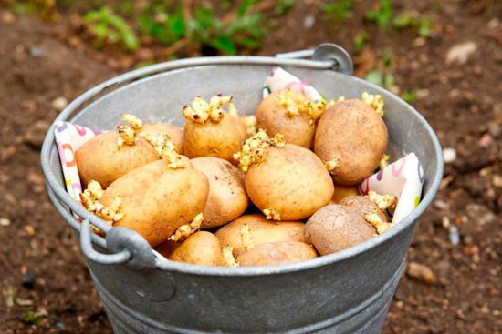 как быстро прорастить картофель для посадки 