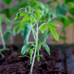 как посадить переросшие помидоры в теплицу