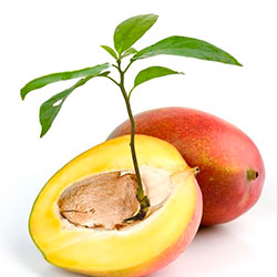 как прорастить манго 