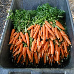 как хранить морковь на зиму