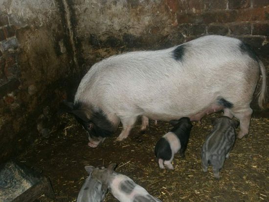 кармалы порода свиней