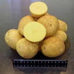 картофель гала описание сорта