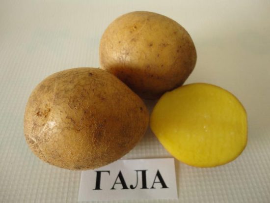 картофель гала описание сорта