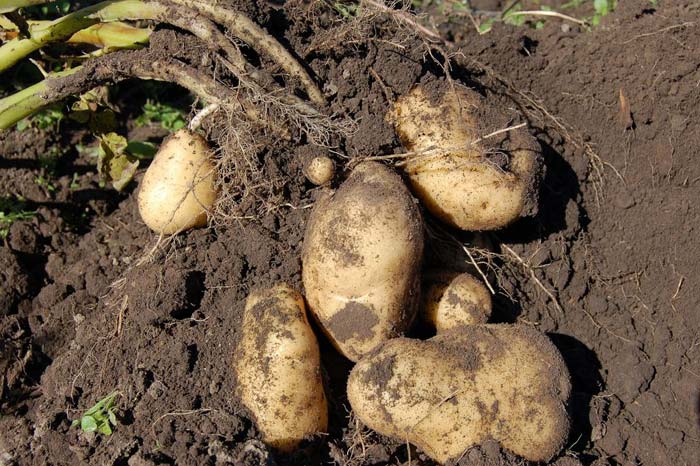 картофель гранада: описание сорта, фото, отзывы