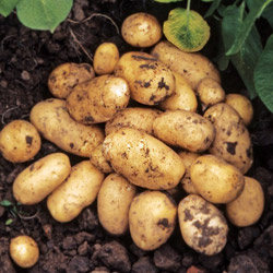картофель гранада описание сорта