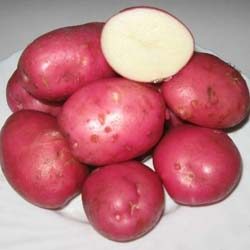 картофель рокко описание сорта