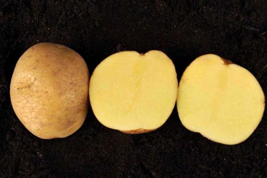 картофель венета описание сорта