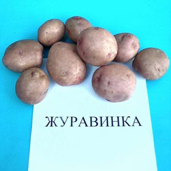 картофель журавинка описание сорта