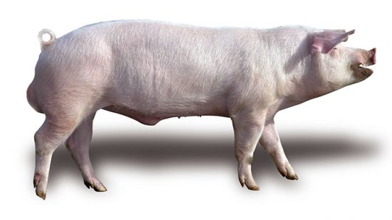 ландрас порода свиней