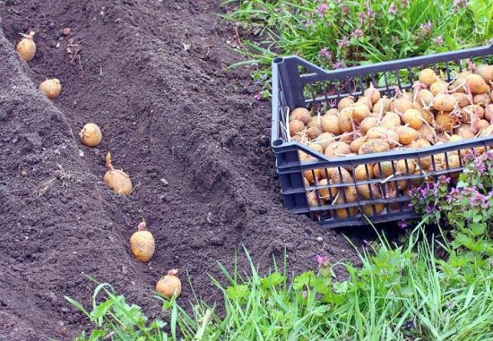посадка картофеля по голландской технологии