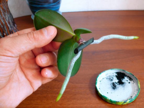 размножение орхидей в домашних условиях