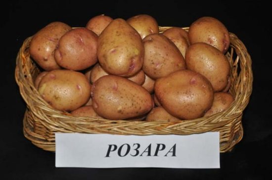 сорта картофеля для средней полосы России