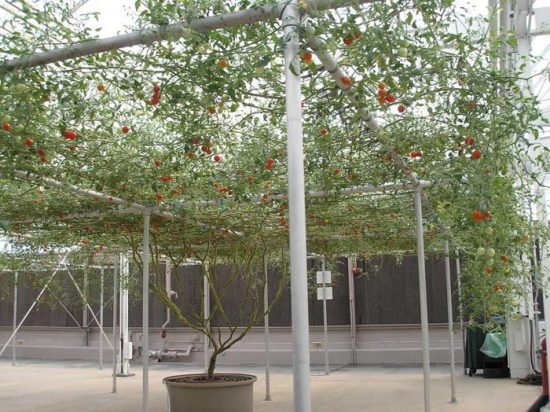 томатное (помидорное) дерево спрут f1