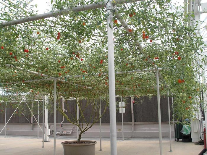 томатное (помидорное) дерево спрут f1: выращивание в открытом грунте,посадка и уход + отзывы и фото