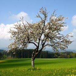 удобрение для яблонь весной 