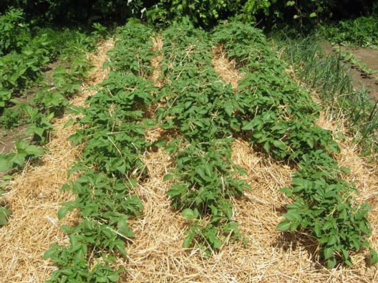 выращивание картофеля под сеном