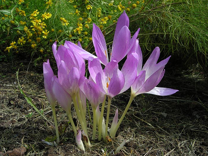 цветок безвременник осенний: посадка и уход, фото, выращивание в открытом грунте, размножение и сочетание в ландшафтном дизайне