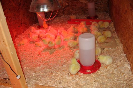 цыплята бройлеры выращивание и уход 