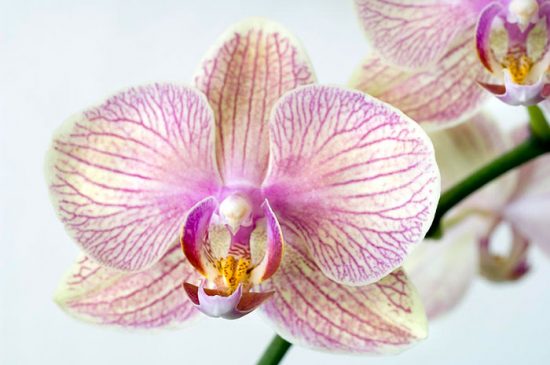 как отсадить детку орхидеи 