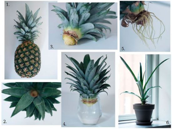 как посадить ананас в домашних условиях