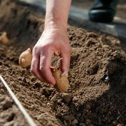 как посадить картошку