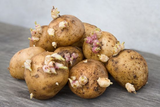 как посадить картошку