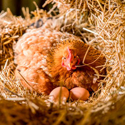 как посадить курицу на яйца