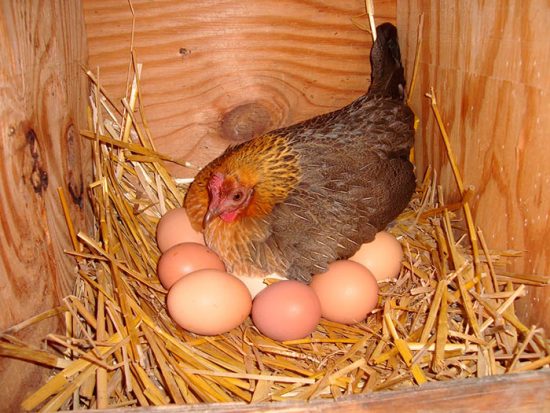 как посадить курицу на яйца