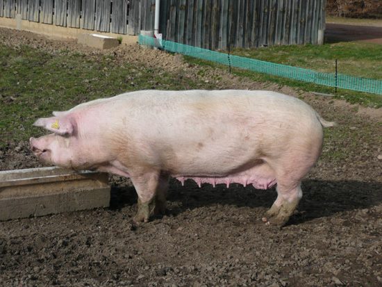 мясные породы свиней