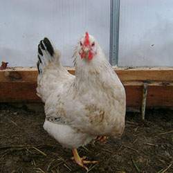 адлерская серебристая порода кур