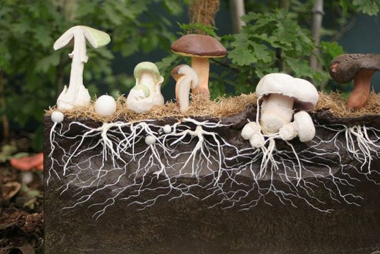 белый гриб выращивание