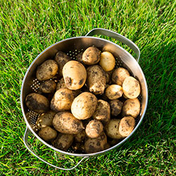как посадить картофель без перекопки